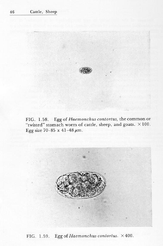 Barber Pole Worm eggs infection in goats and sheep